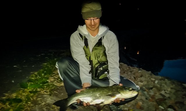boleń 63cm